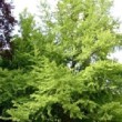 Ginkgo biloba ou arbre aux quarante écus dans un jardin