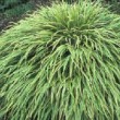 Feuillage panaché de Hakonechloa macra 'Albostriata' 