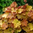 Couleur caramel du feuillage de Heuchera 'Caramel'