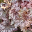 Superbe feuillage de Heuchère pourpre ou Heuchera micrantha 'Palace Purple'