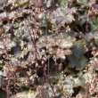 Fleurs délicates de Heuchère pourpre ou Heuchera micrantha 'Palace Purple'