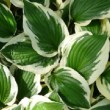 Feuillage panaché de Hosta 'Patriot'