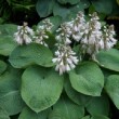 Photo d'Hosta sieboldiana 'Elegans' prise en juin dans un jardin au bord de la Loire.