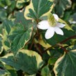 Fleur et feuillage de Houttuynia cordata 'Chameleon'.