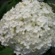 Magnifique inflorescence de Hydrangea arborescens 'Annabelle'.
