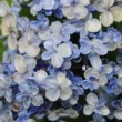 Fleurs de l'hortensia 'Ayesha'