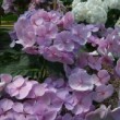 Hydrangea macrophylla 'Bläuling' en fleur.