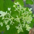 Jeune inflorescence de Hydrangea paniculata 'Lime Light'