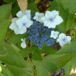 Photo d'hortensia en fleur prise par les Pépinières HUCHET.