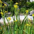 Jardin dans les Landes