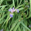 Photo d'iris en fleur prise par les Pépinières HUCHET.