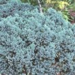 Juniperus squamata 'Blue Star' dans un petit jardin