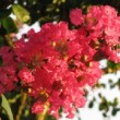 Fleurs rouge du lilas des Indes 'Dax'
