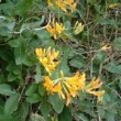 Photo de chèvrefeuille en fleur prise par les Pépinières HUCHET 