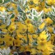Lysimachia punctata 'Alexander' au feuillage panaché et aux fleurs jaunes en été