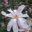 Photo de fleur de magnolia prise par les Pépinières HUCHET 
