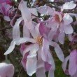 Fleurs de Magnolia étoilé rose début mars
