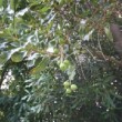 Jardin botanique de Funchal à Madère. Noix de macadamia.