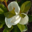 Photo de fleur de magnolia prise par les Pépinières HUCHET 