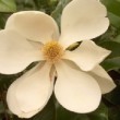 Photo de fleur de magnolia prise par les Pépinières HUCHET 