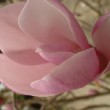 Photo de fleur de magnolia 'Betty' prise par les Pépinières HUCHET 