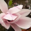 Photo de fleur de magnolia prise par les Pépinières HUCHET 