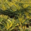 Photo de fleur de mahonia prise par les Pépinières HUCHET 