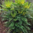 Magnifique Mahonia X media 'Winter Sun'  en floraison durant la fin de l'hiver