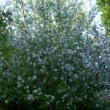 Pommier en fleurs dans un jardin normand