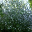 Pommier en fleurs dans un jardin normand