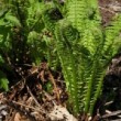 Jeune fougère Matteuccia struthiopteris dans un sous bois