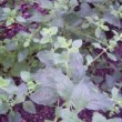 Jeune pousse de mélisse dans un jardin du bord de Loire.