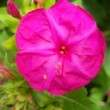 Fleur rose de belle de nuit dans un jardin