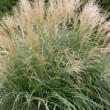 Miscanthus sinensis 'Adagio' en fleur