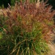 Miscanthus sinensis 'Ferner Osten' en pleine floraison