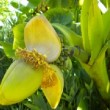 Fleur de bananier du Japon au parc floral de la cour d'Aron en Vendée.