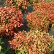 Photo de nandina 'Firepower' prise par les Pépinières HUCHET 