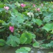 Lotus en fleurs sur une mare du Maine et Loire