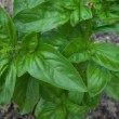 Superbes feuilles d'Ocimum basilicum en été.