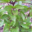 Basilic cannelle dans un jardin au mois de juin.