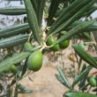 Olives sur son arbre dans une oliveraie du Portugal
