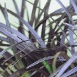 Feuillage sombre de l'Ophiopogon planiscapus 'Nigrescens' 