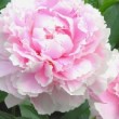 Magnifique fleur double, rose de la pivoine 'Sarah Bernhardt'