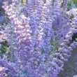 Perovskia 'Blue Spire'  en pleine floraison