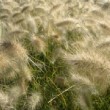 Photo d'herbe aux écouvillons prise par les Pépinières HUCHET