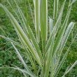 Feuillage de Phalaris arundinacea var. picta.