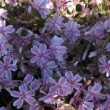 Phlox 'Candy Stripes' en fleur au printemps