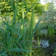 Phragmites australis dans son milieu.