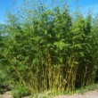 Massif de bambou doré dans un parc