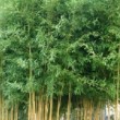 Massif de Phyllostachys aureosulcata 'Spectabilis'